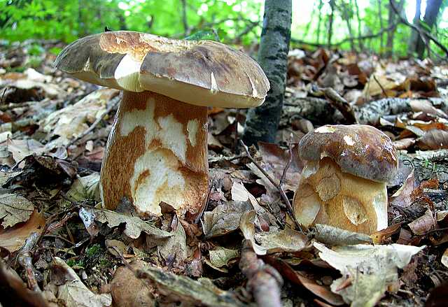 2005 :  Un anno di funghi